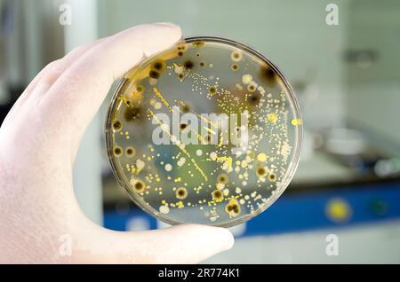 Colonie di batteri diversi e funghi muffati cresciuti su piastra di Petri con agar nutritivo, vista ravvicinata. Mano nella piastra di supporto del guanto bianca con nutriente m Foto Stock