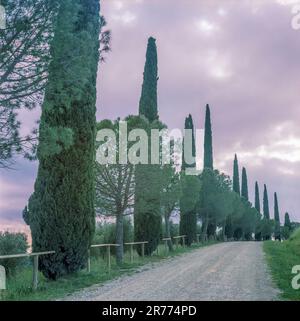 Alberi di cipresso lungo una strada in Val d'Orcia in primavera, girato con tecnica cinematografica analogica Foto Stock