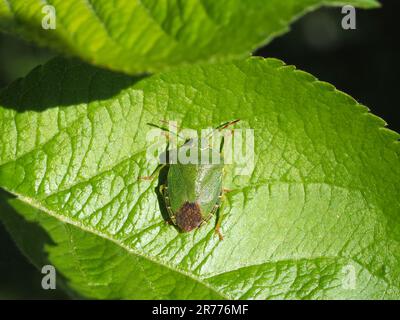 Green Shield Bug, Palomena prasina, a riposo sulla foglia di un melo. Fotografato in un giardino nel Galles occidentale. Foto Stock
