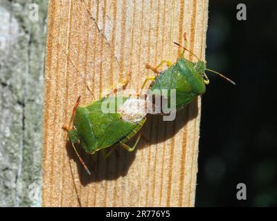 Due bug Green Shield, accoppiamento. Foto Stock