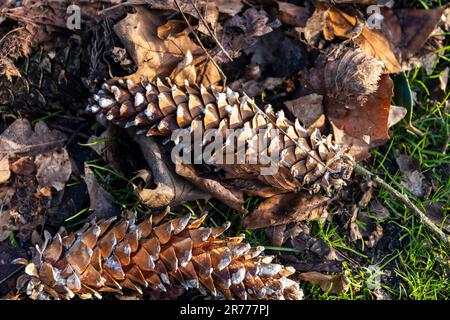 Un primo piano di coni di pino e foglie autunnali asciutte su un pavimento di foresta Foto Stock