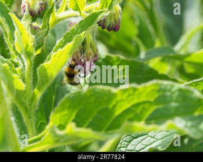 Bumble Bee, Bombus pratorum, nettare che ruba dai fiori di una comfrey pianta. Foto Stock