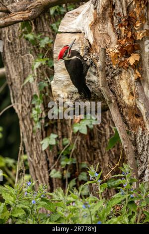 WA23378-00...WASHINGTON - Un pecker di legno pileated che screarching per gli insetti su un vecchio, putrefolo, acero della foglia grande. Foto Stock