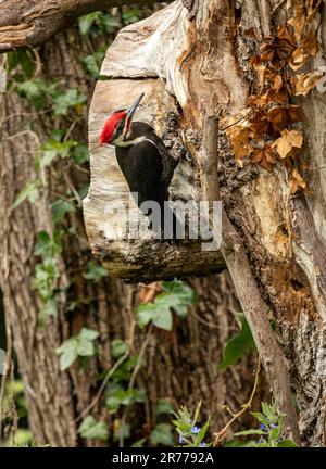 WA23379-00...WASHINGTON - Un pecker di legno pileated che screarching per gli insetti su un vecchio, putrefolo, acero della foglia grande. Foto Stock