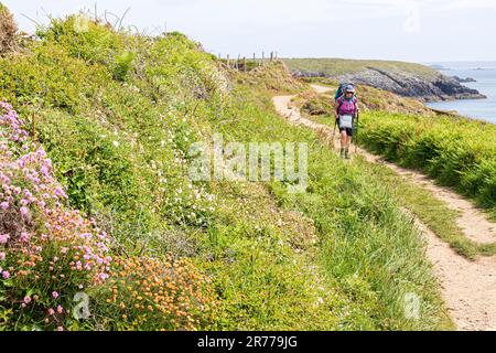 Escursione femminile a piedi sul Pembrokeshire Coast Path National Trail a St non's Bay sulla penisola di St David nel Pembrokeshire Coast National Park. Foto Stock