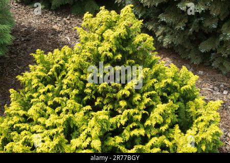 Piccola forma conica giallo dorato Lawson Cypress Tree Chamaecyparis lawsoniana 'Jeanette Port Orford Cypress Lawson False Cypress Chamaecyparis Foliage Foto Stock