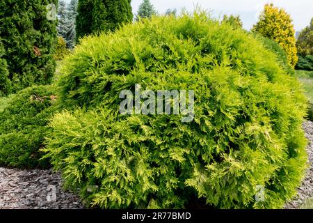 Sferico, Arborvitae americano, Thuja occidentalis 'Danica Aurea', Globe, albero, Giardino Foto Stock