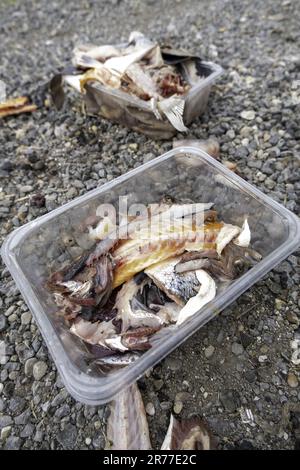 Particolare di pesce sprecato e gettato nella spazzatura, cibo rovinato Foto Stock