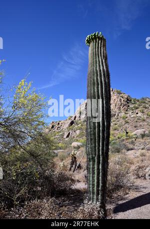 Il Cactus alto si erge nel deserto di sonora Foto Stock