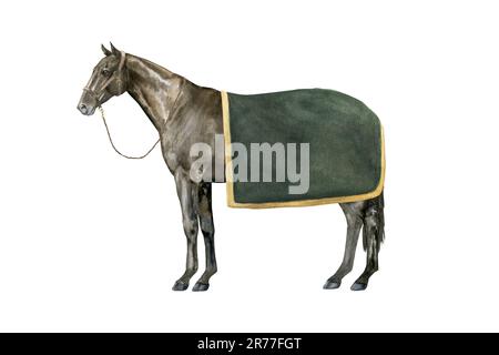 Illustrazione ad acquerello di un cavallo inglese della baia purosangue sotto una coperta verde che indossa un halter marrone. Isolato. Per le stampe sul tema Foto Stock