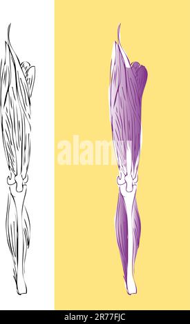 Anatomic leg muscular system Stock Vector