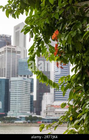 Bauhinia coccinea fiore, una pianta tropicale, legnosa o vite. È anche conosciuta come Bauhinia di Kock, Climbing Bauhinia o Red trailing Bauhinia. Singapore Foto Stock