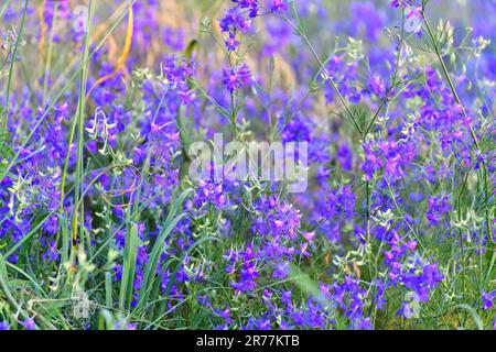 Consolida regalis - pianta erbacea annuale in una Russia centrale Foto Stock