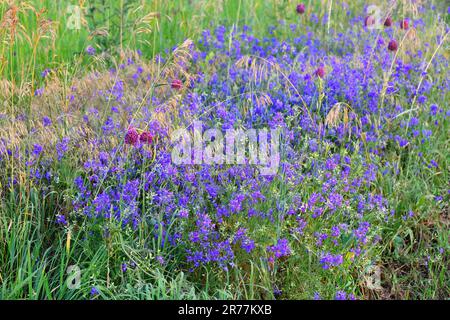 Consolida regalis - pianta erbacea annuale in una Russia centrale Foto Stock