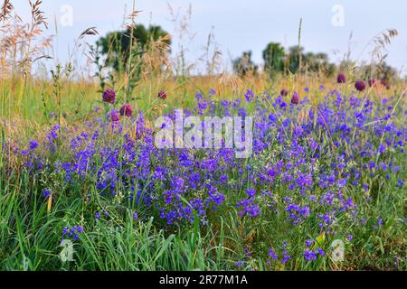 Consolida regalis - pianta erbacea annuale in una Russia centrale Foto Stock