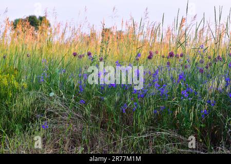 Consolida regalis - pianta erbacea annuale in una Russia centrale Foto Stock