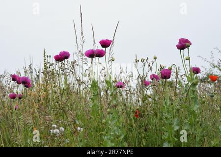 I papaveri dell'oppio fioriscono al sole primaverile Foto Stock