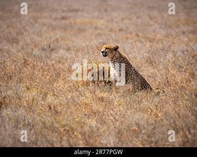 Lone ghepardo seduto nella savana. Serengeti Park, Tanzania Foto Stock