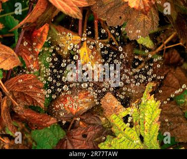 Un primo piano con la rete di ragni in autunno a Meclemburgo-Pomerania occidentale Foto Stock