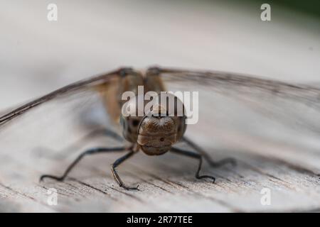 Macro Dragonfly che mostra il dettaglio della testa, del corpo e dell'ala sopra il legno Foto Stock