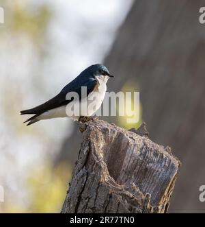 Un primo piano di un albero americano maschio Sparrow su un ceppo in una foresta in primavera in Ontario Foto Stock