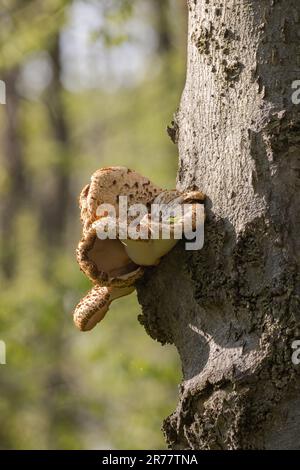 Un grande fungo Polypore su un albero in una foresta paludosa a Pelee National Park Ontario è chiamato Dryad’s Saddle o Pheasant Back Foto Stock