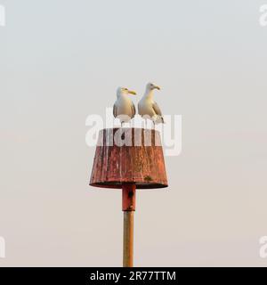 Due gabbiani in cima a un palo di segnaletica groyne, Boscombe, Dorset, Regno Unito, 13 giugno 2023, il tempo. Serata tranquilla e molto calda dopo una giornata calda. Foto Stock