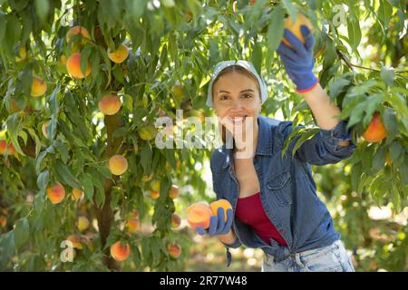 Sorridente giovane donna che raccoglie pesche mature da rami di albero Foto Stock