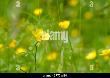 Coppa di farfalle striscianti, Ranunculus repens, fiori gialli Foto Stock