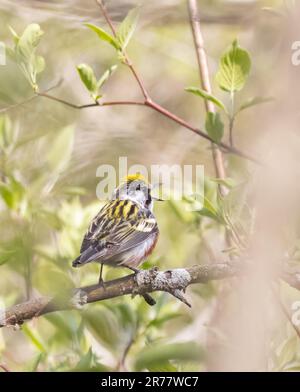 Un maschio castagno-lato Warbler nei boschi Foto Stock