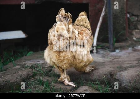 vista posteriore di una gallina che cammina in un cortile Foto Stock