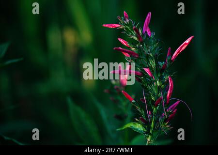 Dianthera secunda è una specie di pianta Foto Stock