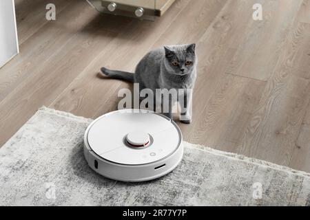 Carino giovane domestico bicolore arancione e bianco gatto guardando e  sniffing aspirapolvere robot. Gatto curioso e interessato. Primo piano,  messa a fuoco selettiva, spazio di copia Foto stock - Alamy