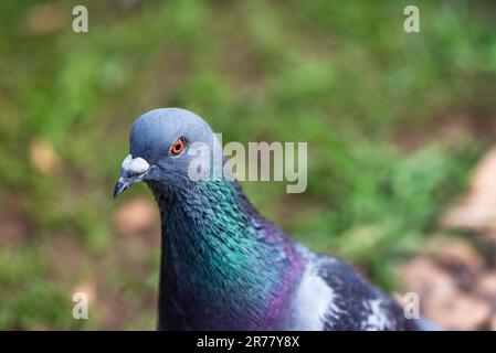 Bellissimo piccione in un parco, primo piano, macro fotografia Foto Stock