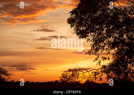 tramonto nella foresta, magnifico tramonto, con cielo blu, arancione e rosso e la silhouette di rami di albero e foglie sul lato Foto Stock