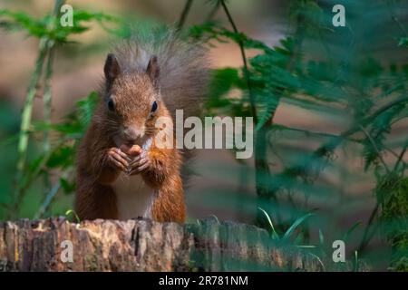 Scoiattolo rosso (Sciurus vulgaris) nella Queen Elizabeth Forest, Aberfoyle, Scozia, Regno Unito. Foto Stock