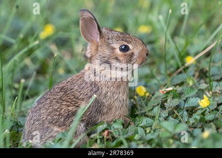 Primavera coniglietto orientale Cottontail (Sylvilagus floridanus) lascia per la prima volta nido per esplorare l'erba verde nel cortile. Foto Stock