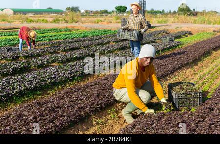 Lavoratori agricoli che raccolgono ortaggi in foglia sul campo Foto Stock