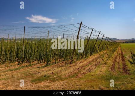 RAKOVNIK, REPUBBLICA CECA, EUROPA - il luppolo di Saaz cresce in campo su trellisi nella regione della Boemia, sulla Route 6, regione di Pahorkatina. Foto Stock