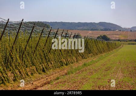 RAKOVNIK, REPUBBLICA CECA, EUROPA - il luppolo di Saaz cresce in campo su trellisi nella regione della Boemia, sulla Route 6, regione di Pahorkatina. Foto Stock