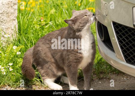 Zurigo, Svizzera, 2 maggio 2023 Cat sta sniffando intorno ad una macchina Foto Stock