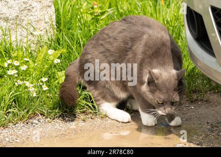 Zurigo, Svizzera, 2 maggio 2023 Cat sta sniffando intorno ad una macchina Foto Stock