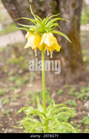 Zurigo, Svizzera, 20 aprile 2023 Fritillaria Imperialis o corona imperiale gialla presso il giardino botanico Foto Stock