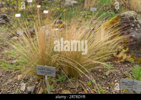 Zurigo (Svizzera), 20 aprile 2023 Nassella Tenuissima o erba ago argentina presso il giardino botanico Foto Stock