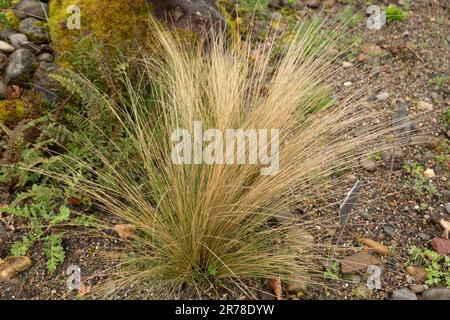 Zurigo (Svizzera), 20 aprile 2023 Nassella Tenuissima o erba ago argentina presso il giardino botanico Foto Stock