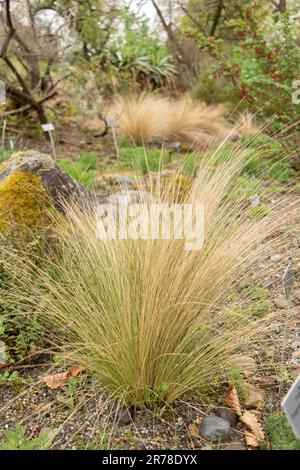 Zurigo (Svizzera), 20 aprile 2023 Nassella Tenuissima o erba ago argentina presso il giardino botanico Foto Stock