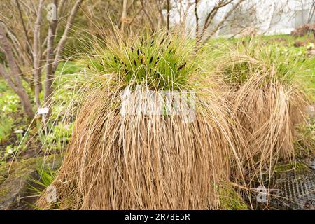 Zurigo, Svizzera, 20 aprile 2023 Carex Approquinquata o fazzoletto fibroso nel giardino botanico Foto Stock