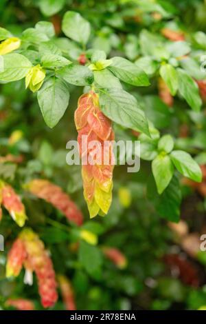 Zurigo, Svizzera, 20 aprile 2023 Justicia Brandegeeana o pianta di gamberi messicani nel giardino botanico Foto Stock