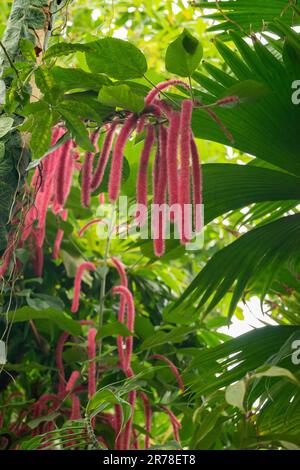 Zurigo, Svizzera, 20 aprile 2023 stabilimento di Acalypha hispida o chenille presso il giardino botanico Foto Stock