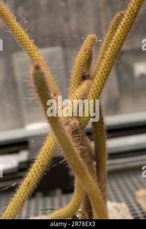 Zurigo, Svizzera, 20 aprile 2023 Cleistocactus Baumannii presso il giardino botanico Foto Stock